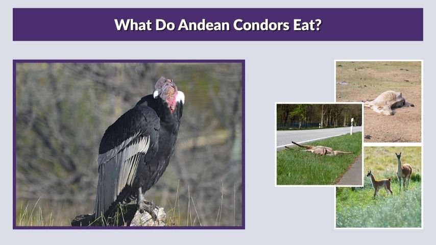 What Do Andean Condors Eat?