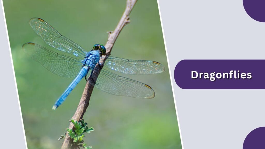 Dragonflies