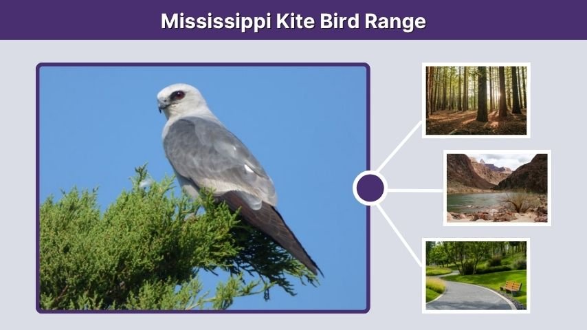 Mississippi Kite Bird Range