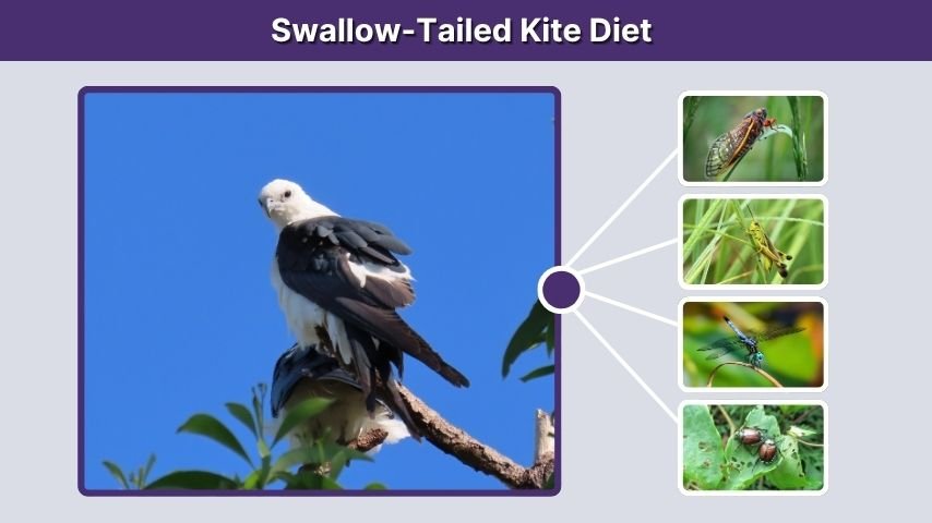 Swallow-Tailed Kite Diet
