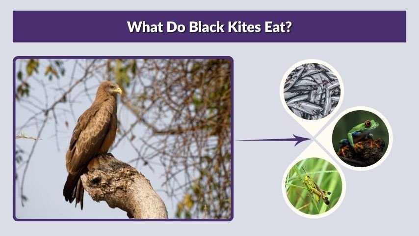 What Do Black Kites Eat?