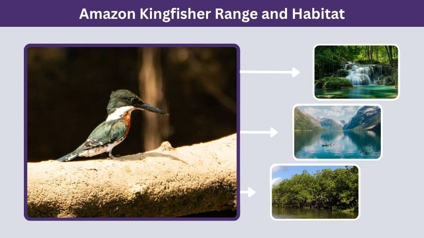 Amazon Kingfisher Range and Habitat