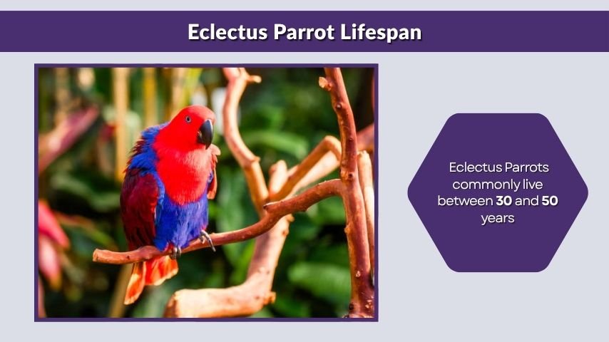 Eclectus Parrot Lifespan
