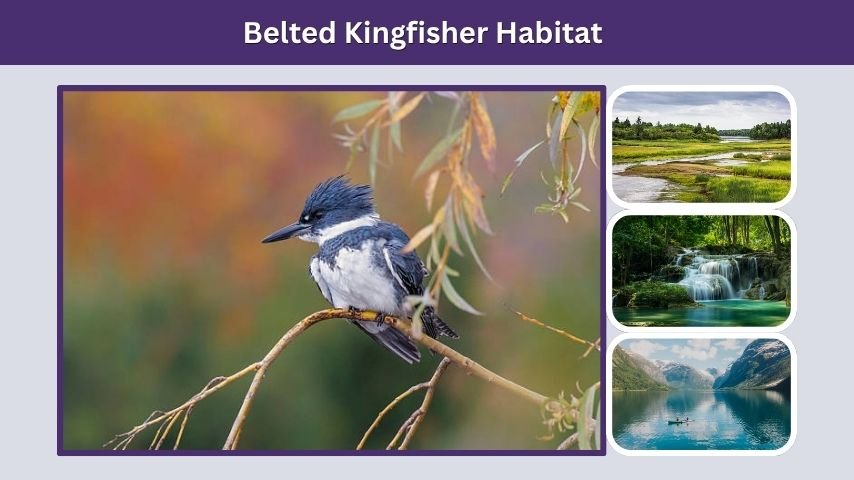 Belted Kingfisher Habitat