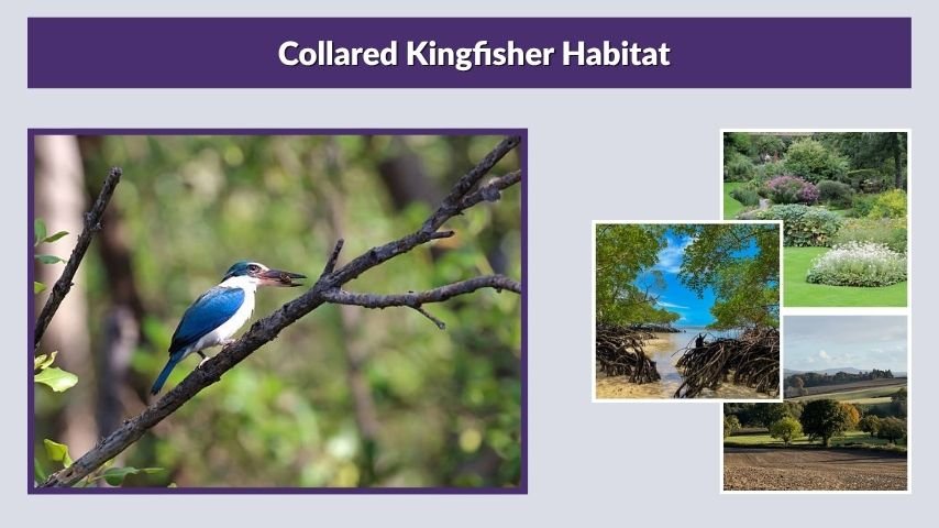 Collared Kingfisher Habitat