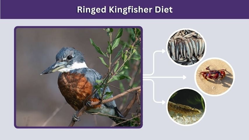Ringed Kingfisher Diet