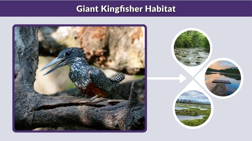 Giant Kingfisher Habitat
