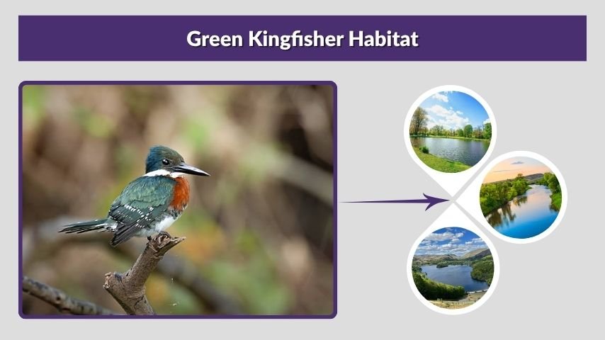Green Kingfisher Habitat