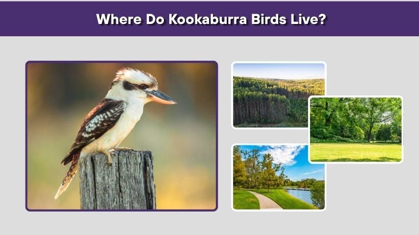 Where Do Kookaburra Birds Live?