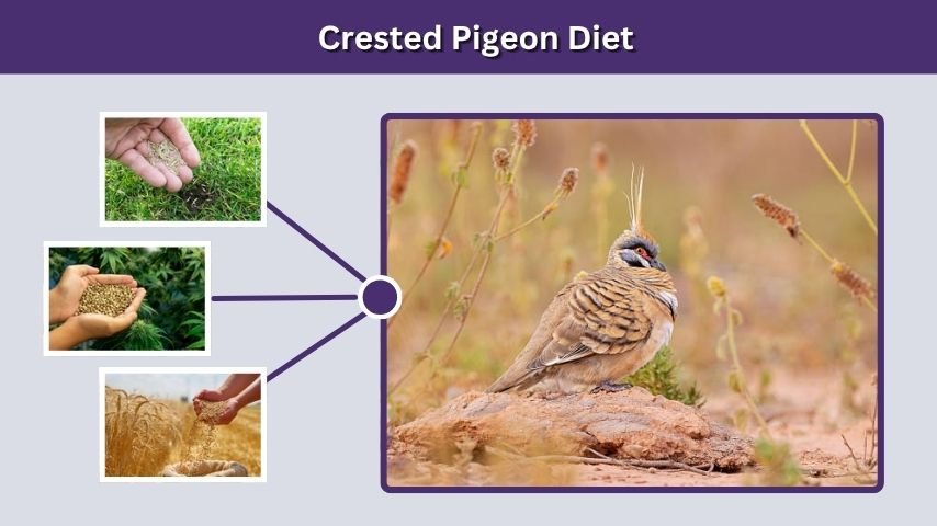 Crested Pigeon Diet