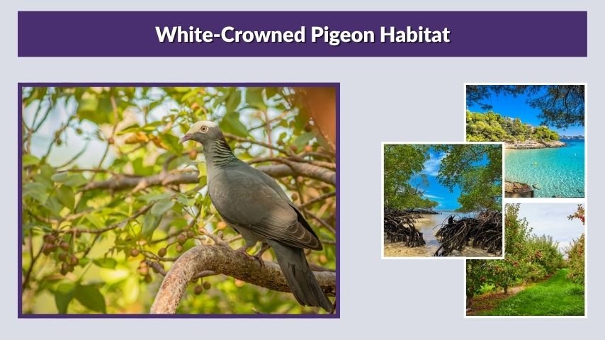White-Crowned Pigeon Habitat