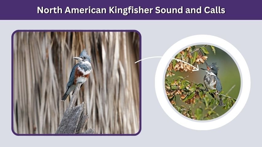 North American Kingfisher Sound and Calls
