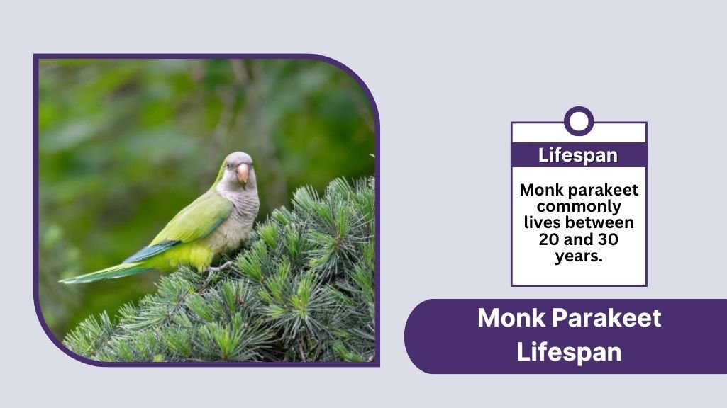 Monk Parakeet Lifespan