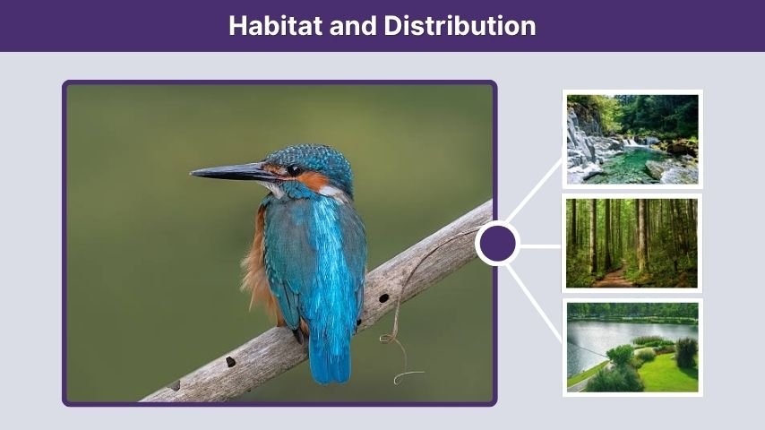 Habitat and Distribution