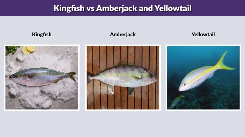 Kingfish vs Amberjack and Yellowtail