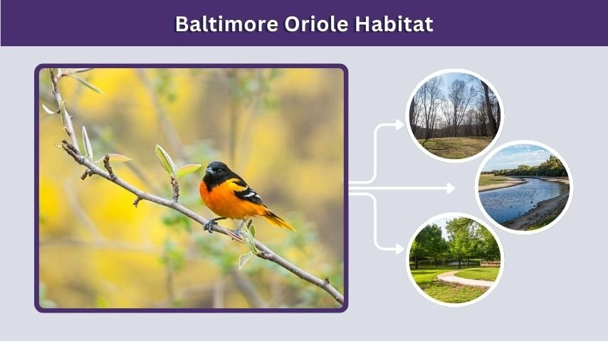 Baltimore Oriole Habitat