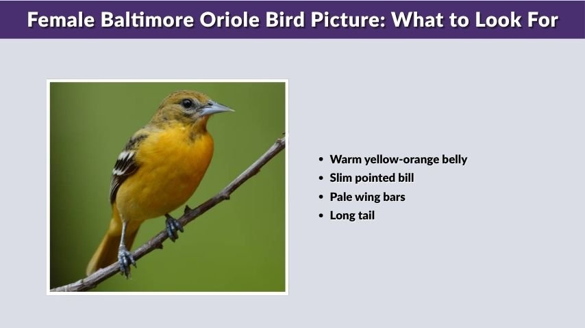 Female Baltimore Oriole Bird Picture: What to Look For