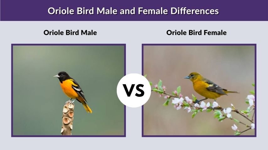 Oriole Bird Male and Female Differences