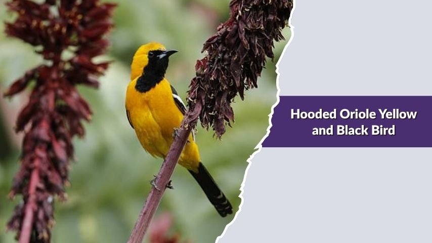 Hooded Oriole Yellow and Black Bird