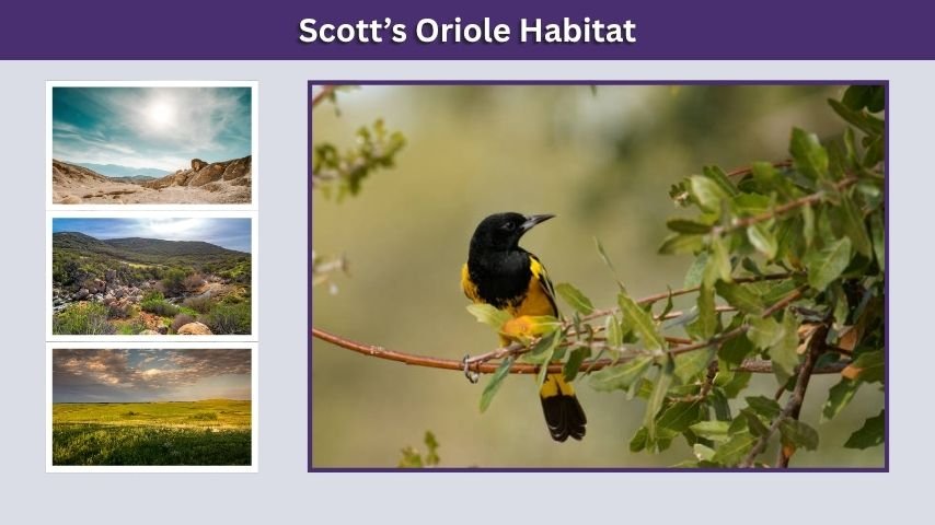 Scott’s Oriole Habitat