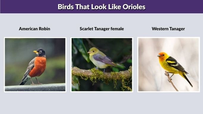 Birds That Look Like Orioles