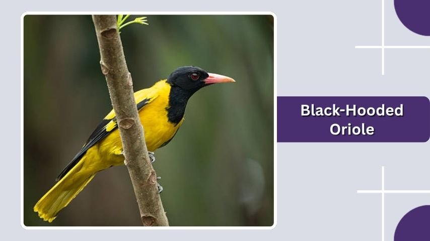 Black-Hooded Oriole: A South Asian Yellow and Black Bird