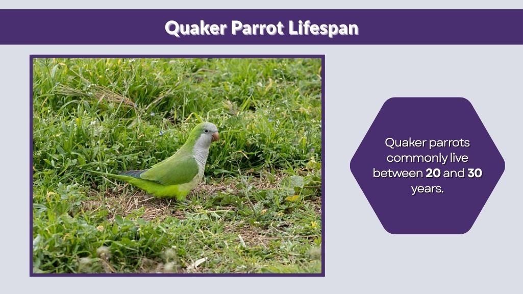 Quaker Parrot Lifespan