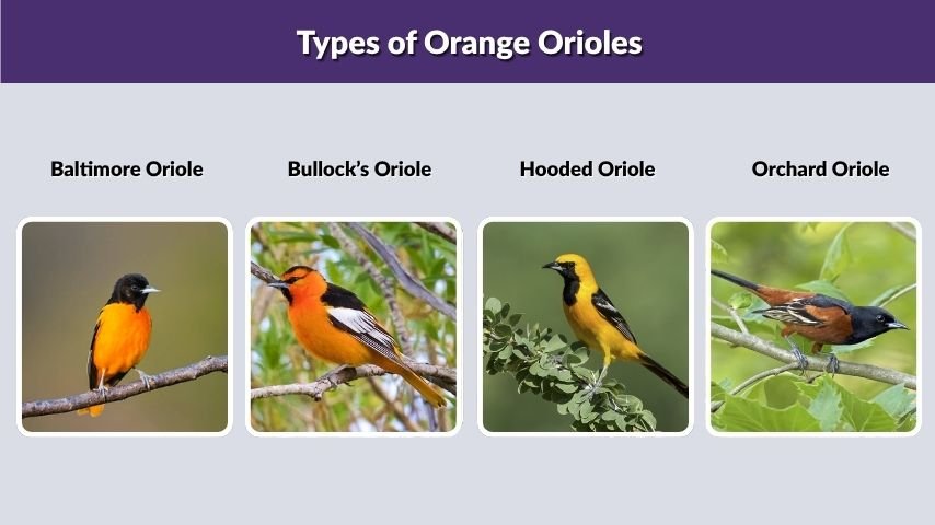 Types of Orange Orioles