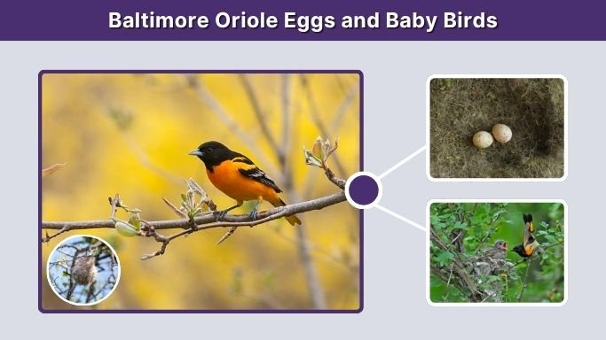Baltimore Oriole Eggs and Baby Birds