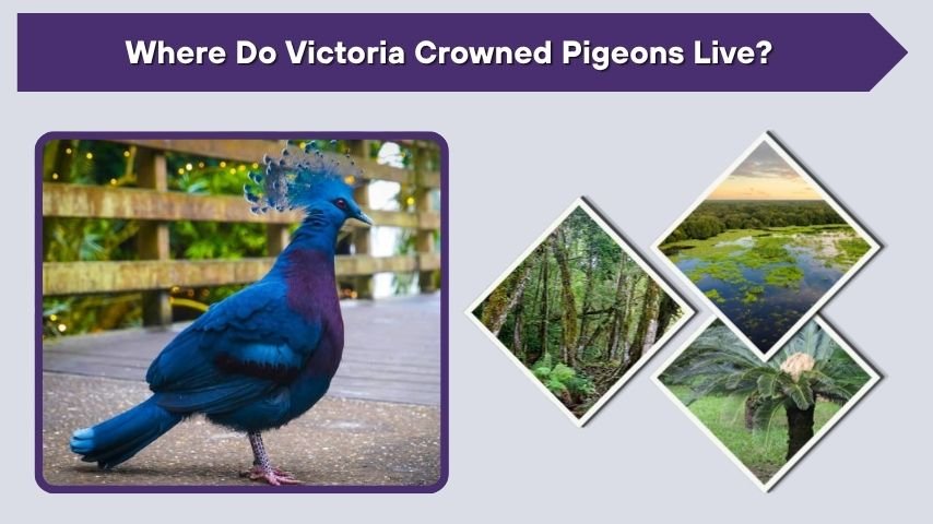 Where Do Victoria Crowned Pigeons Live?