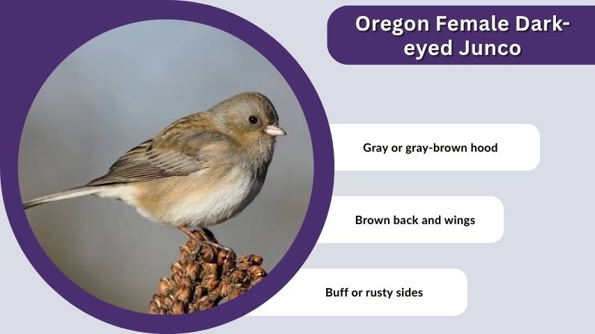 Oregon Female Dark-eyed Junco