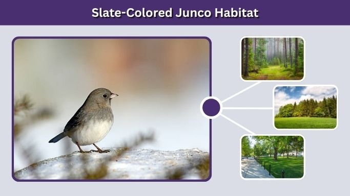 Slate-Colored Junco Habitat