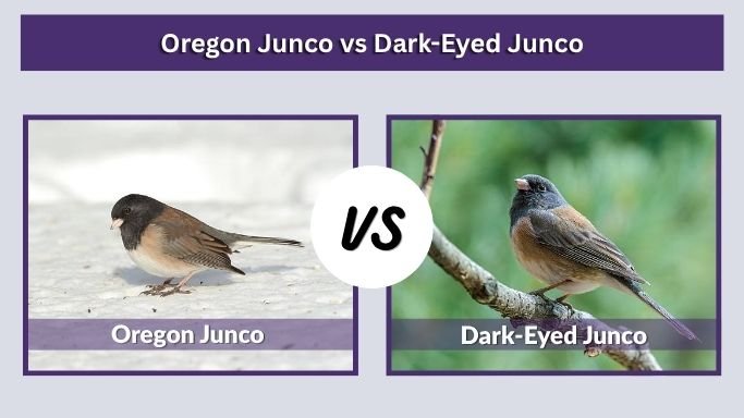 Oregon Junco vs Dark-Eyed Junco