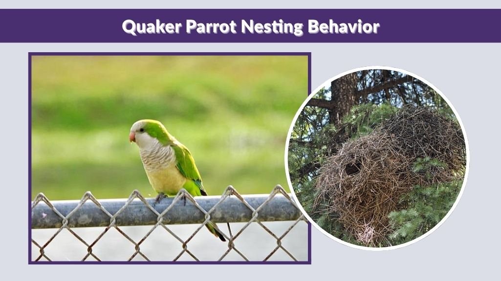 Quaker Parrot Nesting Behavior