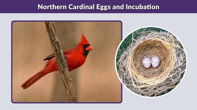 Northern Cardinal Eggs and Incubation