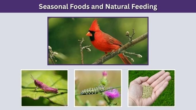 Seasonal Foods and Natural Feeding