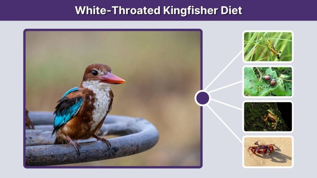 White-Throated Kingfisher Diet