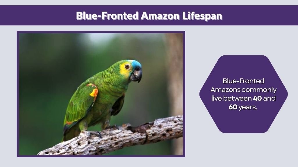 Blue-Fronted Amazon Lifespan