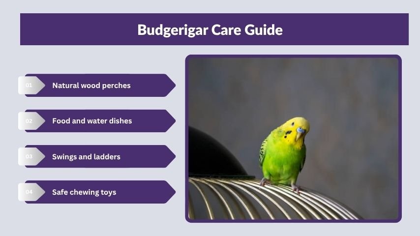 Budgerigar Care Guide