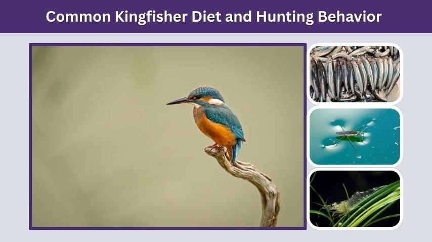 Common Kingfisher Diet and Hunting Behavior