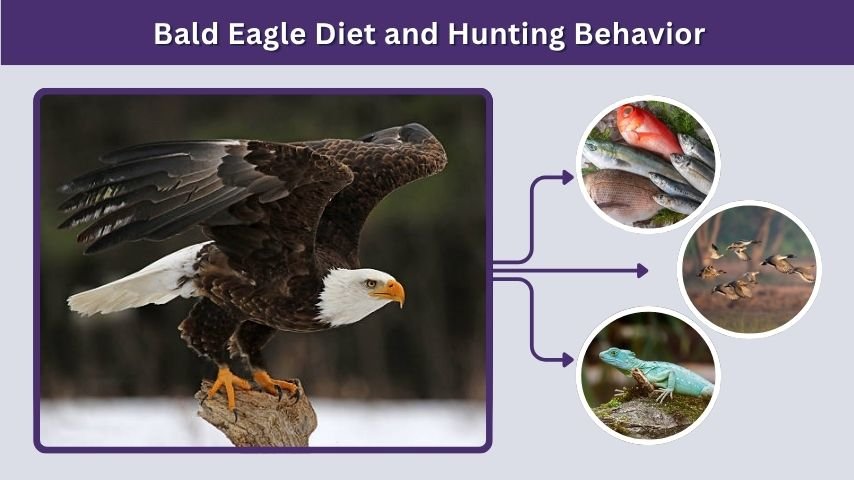 Bald Eagle Diet and Hunting Behavior