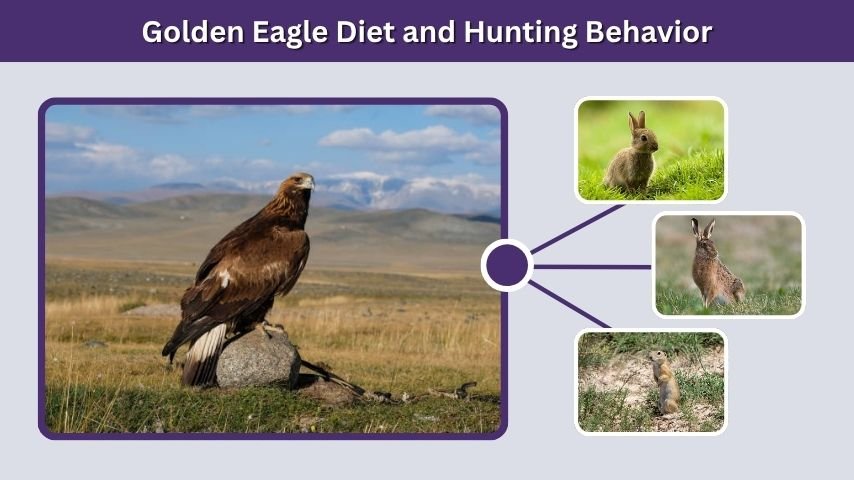 Golden Eagle Diet and Hunting Behavior