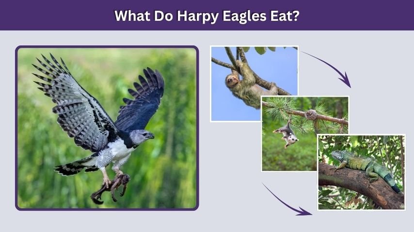 What Do Harpy Eagles Eat?