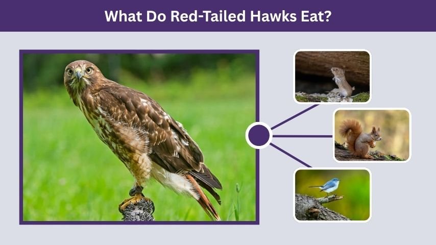 What Do Red-Tailed Hawks Eat?