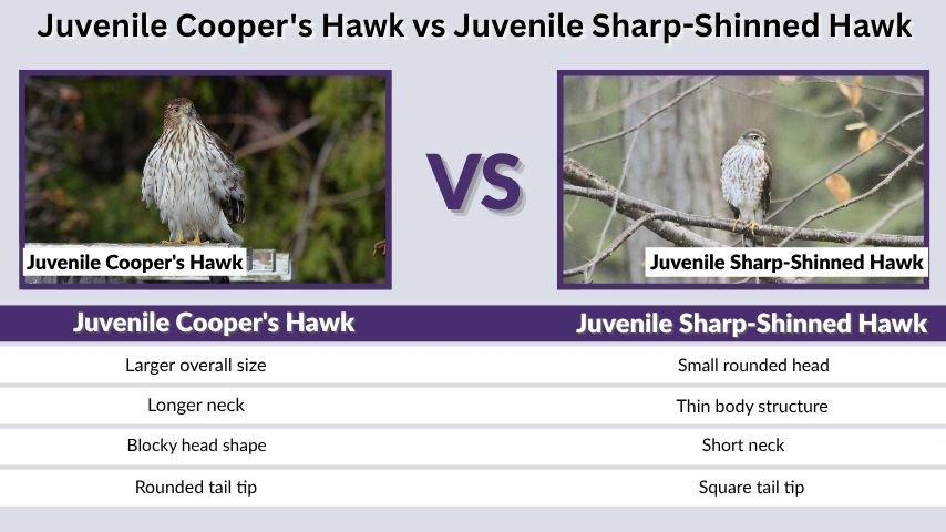 Juvenile Cooper's Hawk vs Juvenile Sharp-Shinned Hawk