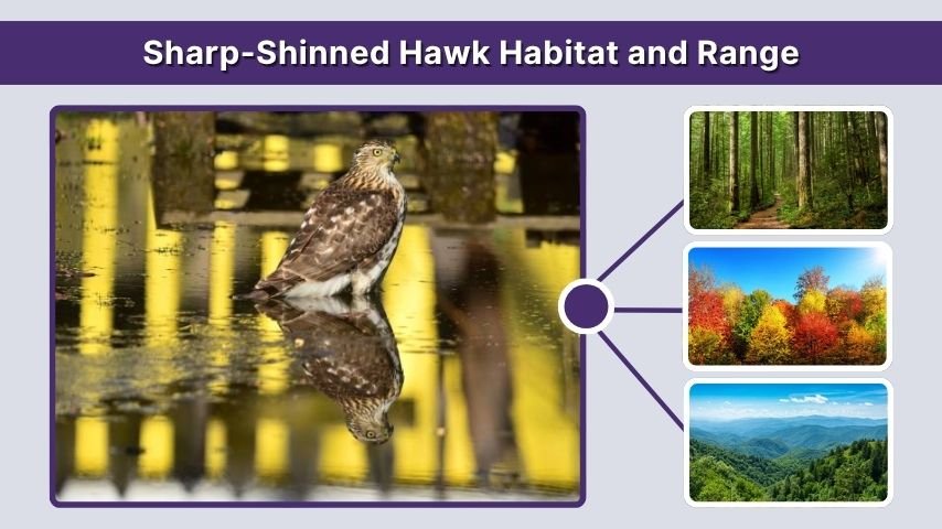 Sharp-Shinned Hawk Habitat and Range