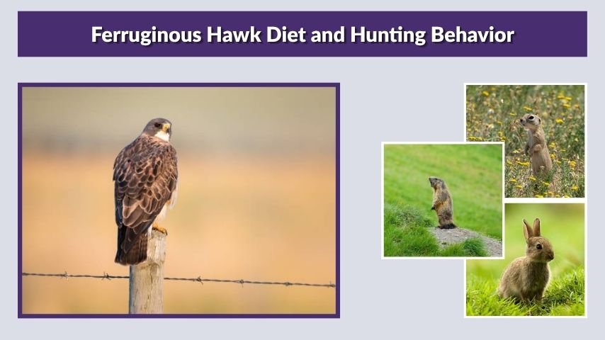 Ferruginous Hawk Diet and Hunting Behavior