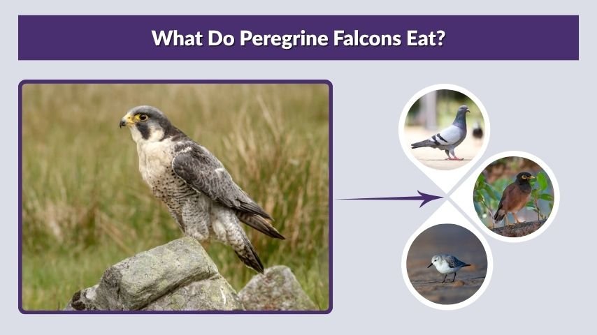 What Do Peregrine Falcons Eat?