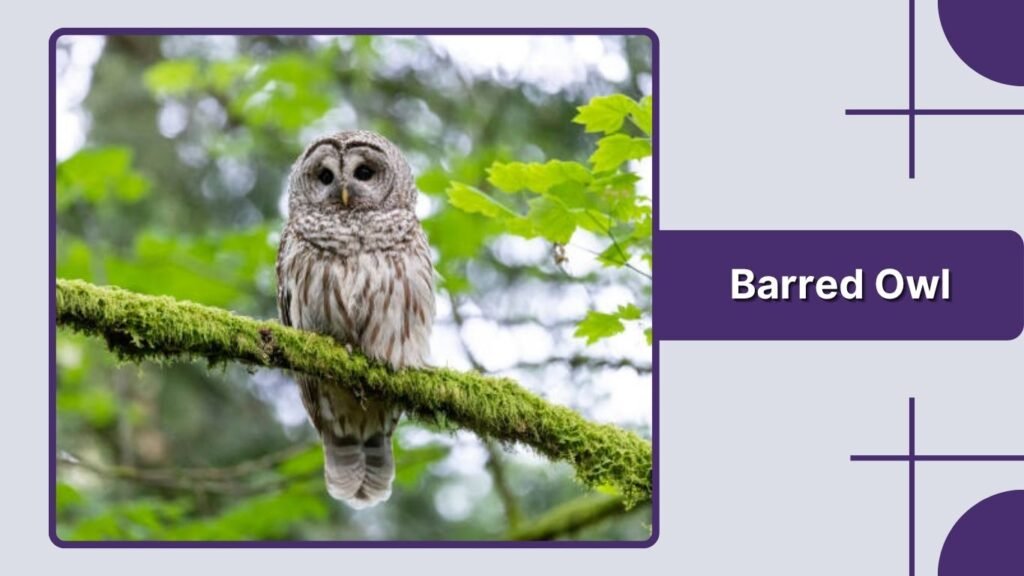 Barred Owl