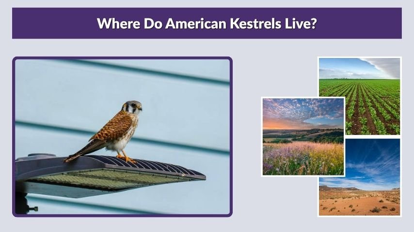 Where Do American Kestrels Live?